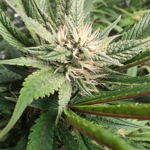 Frostbanger  #1 growlog timeline photo