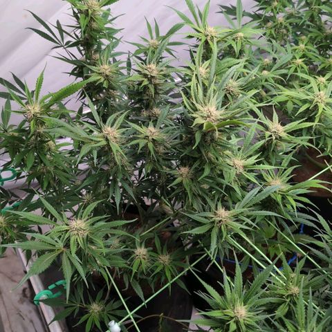 Frostbanger  #1 growlog timeline photo
