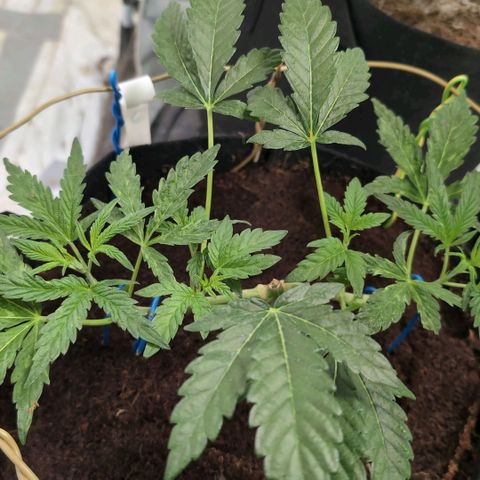 Triple Mints XXL  #1 growlog timeline photo