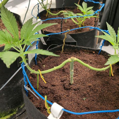 Sticky Berry Mints XXL  #1 growlog timeline photo