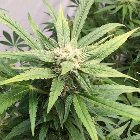 Frostbanger  #3 growlog timeline photo