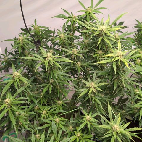 Frostbanger  #3 growlog timeline photo