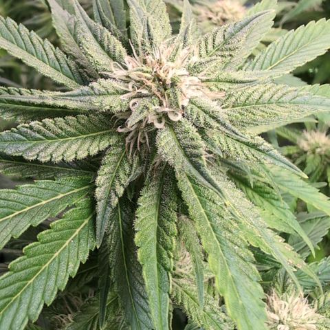 Frostbanger  #2 growlog timeline photo