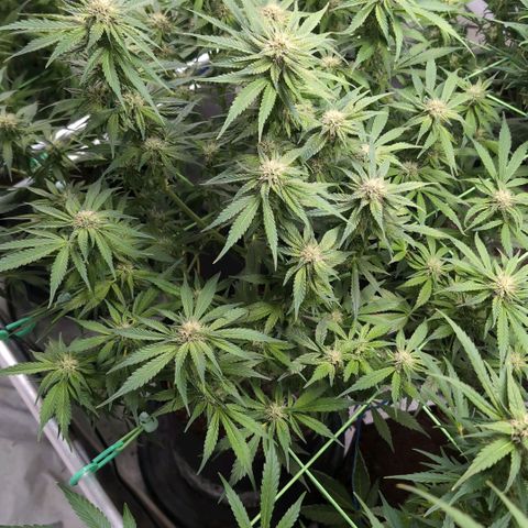 Frostbanger  #2 growlog timeline photo
