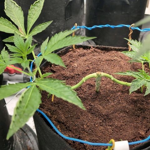 Sticky Berry Mints XXL  #2 growlog timeline photo