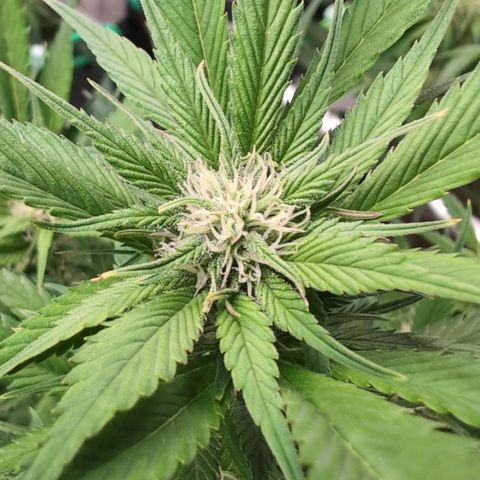 Strawberry Gorilla  #2 growlog timeline photo