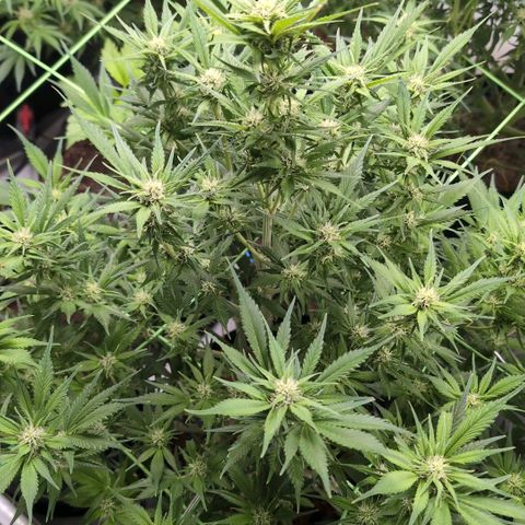 Strawberry Gorilla  #2 growlog timeline photo