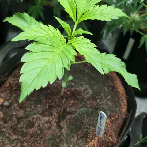 Cherry Bush F1 #2 growlog timeline photo
