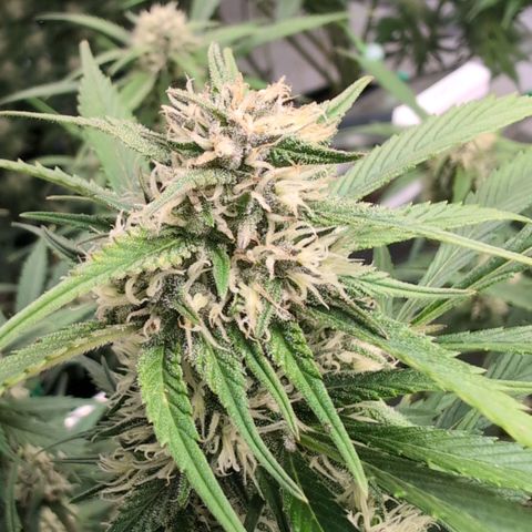 Strawberry Gorilla  #3 growlog timeline photo