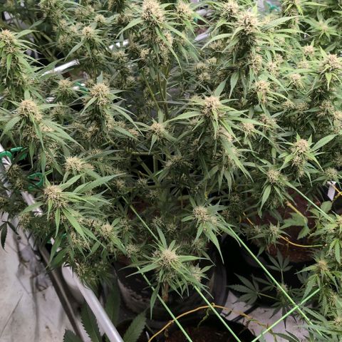 Strawberry Gorilla  #3 growlog timeline photo