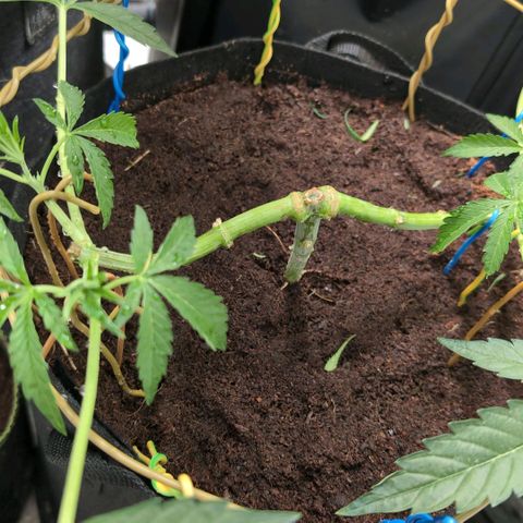 Sticky Berry Mints XXL  #3 growlog timeline photo