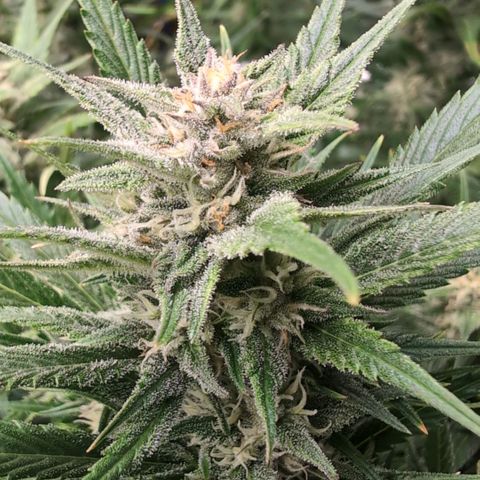 Strawberry Gorilla  #1 growlog timeline photo