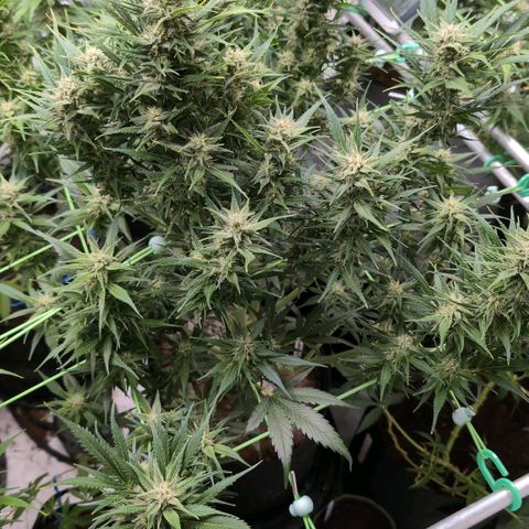 Strawberry Gorilla  #1 growlog timeline photo