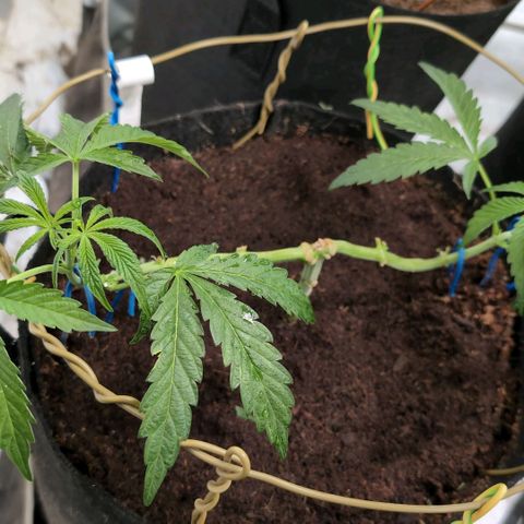 Triple Mints XXL  #1 growlog timeline photo