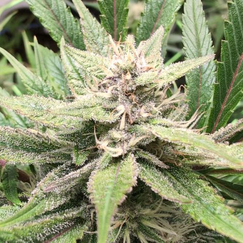 Frostbanger  #1 growlog timeline photo