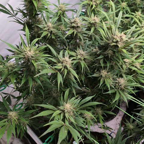Frostbanger  #1 growlog timeline photo