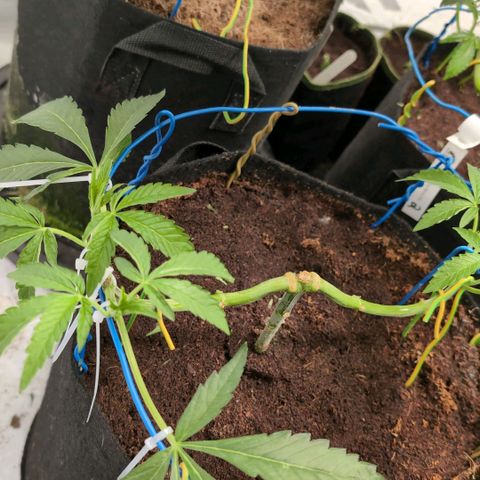 Sticky Berry Mints XXL  #1 growlog timeline photo