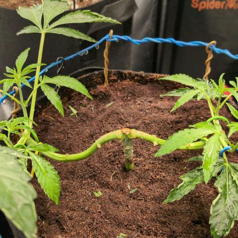 Sticky Berry Mints XXL  #2 growlog timeline photo