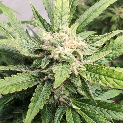 Frostbanger  #3 growlog timeline photo