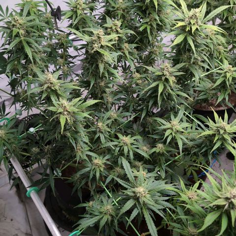Frostbanger  #3 growlog timeline photo