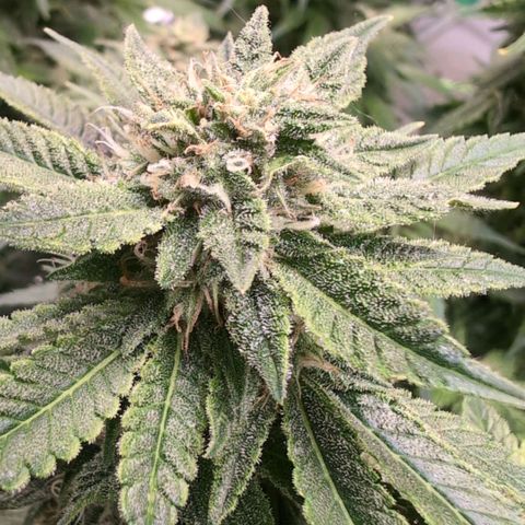 Frostbanger  #2 growlog timeline photo