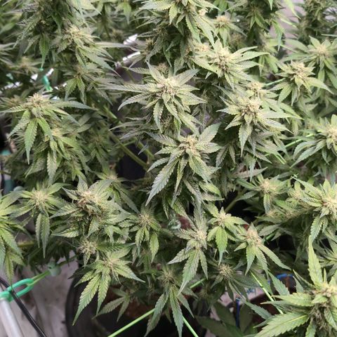 Frostbanger  #2 growlog timeline photo