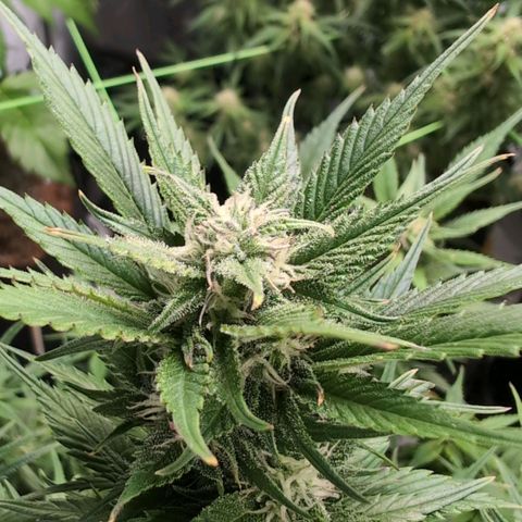 Strawberry Gorilla  #2 growlog timeline photo