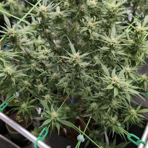 Strawberry Gorilla  #2 growlog timeline photo