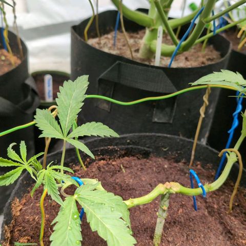 Triple Mints XXL  #2 growlog timeline photo