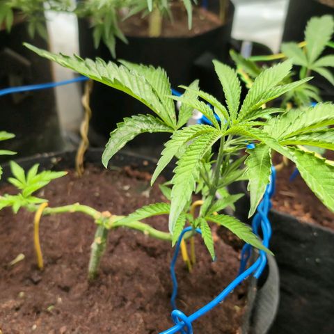 Triple Mints XXL  #3 growlog timeline photo