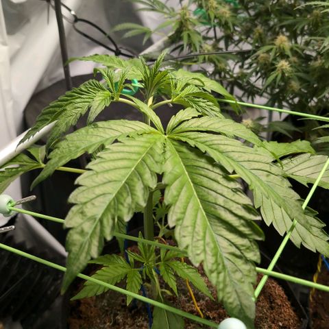 Cherry Bush F1 #2 growlog timeline photo