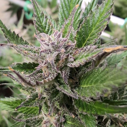 Strawberry Gorilla  #2 growlog timeline photo