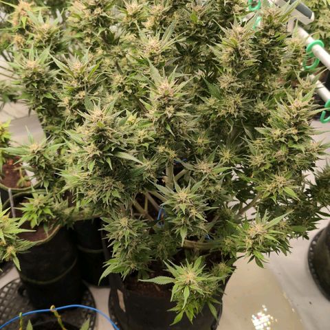 Strawberry Gorilla  #2 growlog timeline photo