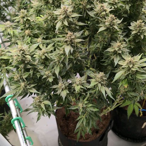 Frostbanger  #2 growlog timeline photo