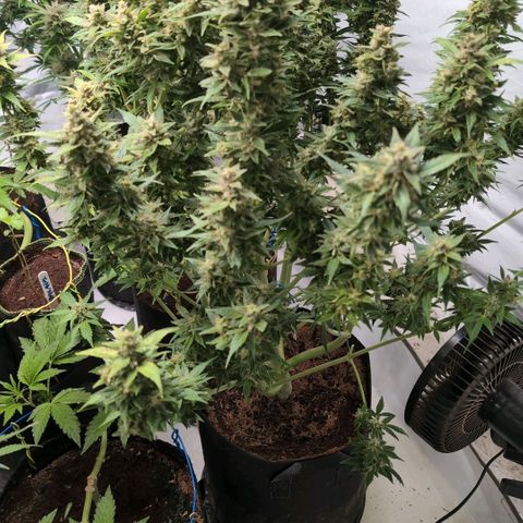 Frostbanger  #3 growlog timeline photo