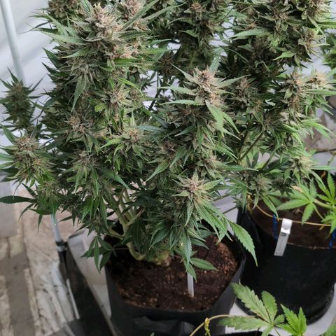 Frostbanger  #1 growlog timeline photo