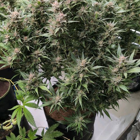 Strawberry Gorilla  #1 growlog timeline photo
