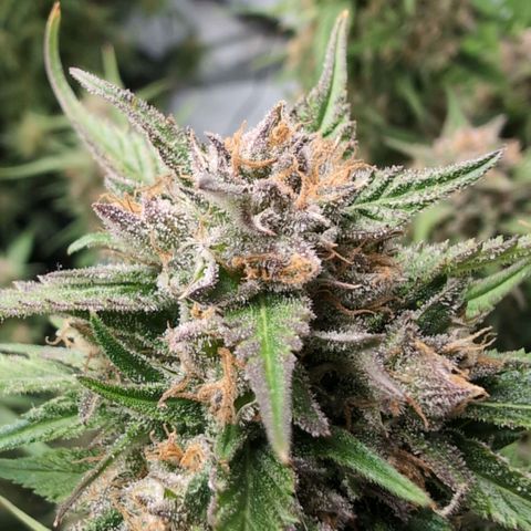 Strawberry Gorilla  #3 growlog timeline photo