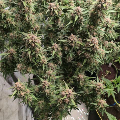Strawberry Gorilla  #3 growlog timeline photo