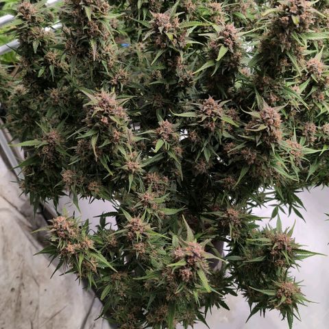 Strawberry Gorilla  #3 growlog timeline photo