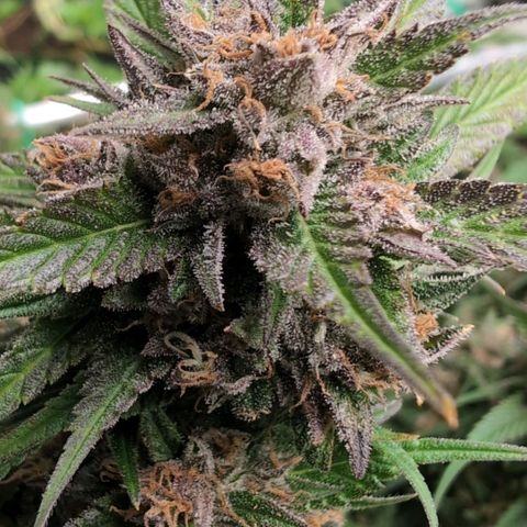Strawberry Gorilla  #3 growlog timeline photo