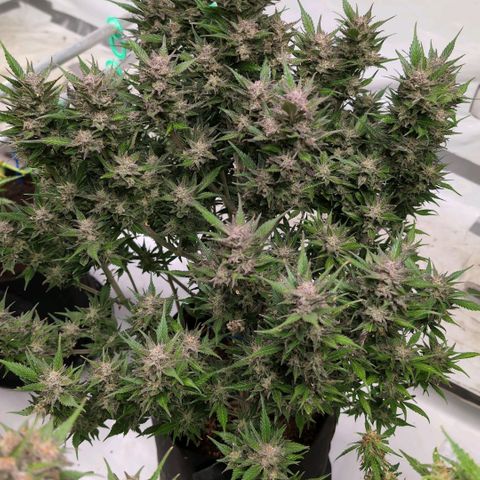 Strawberry Gorilla  #2 growlog timeline photo