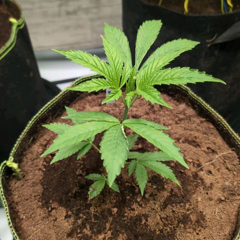 Sticky Berry Mints XXL Klon  #2 growlog timeline photo