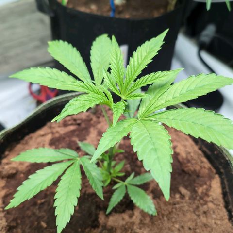 Sticky Berry Mints XXL Klon  #1 growlog timeline photo