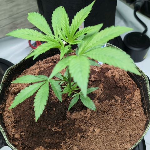 Sticky Berry Mints XXL Klon  #1 growlog timeline photo