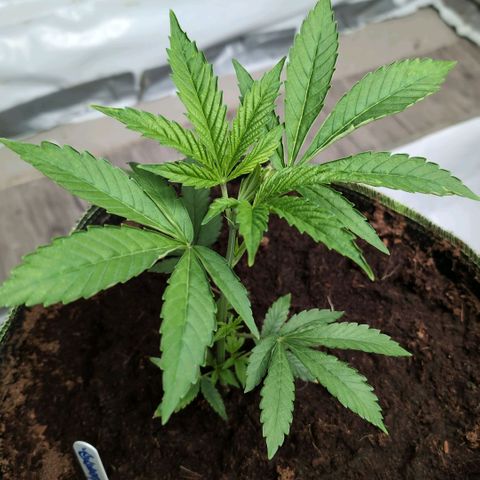 Sticky Berry Mints XXL Klon  #3 growlog timeline photo