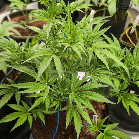 Cherry Bush F1 #2 growlog timeline photo
