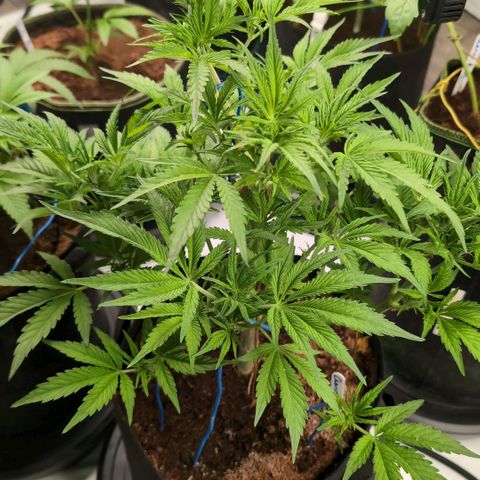 Cherry Bush F1 #2 growlog timeline photo