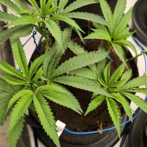 Triple Mints XXL  #3 growlog timeline photo