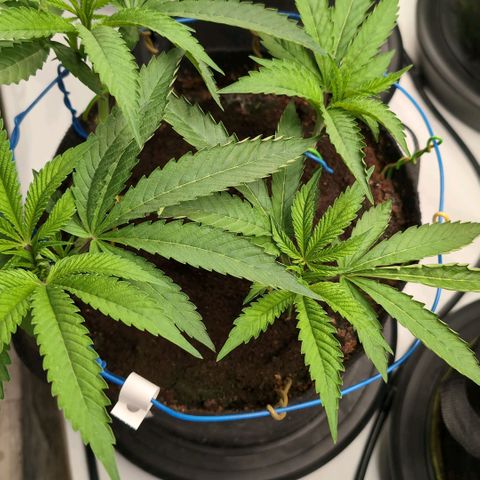 Triple Mints XXL  #3 growlog timeline photo